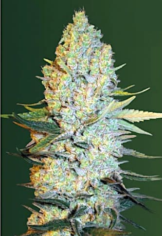 Amnesium > Victory Seeds | Feminized Marijuana   |  Sativa