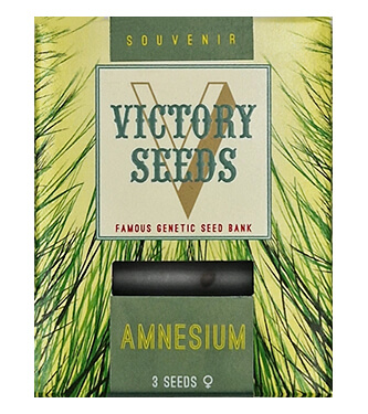 Amnesium > Victory Seeds | Feminized Marijuana   |  Sativa