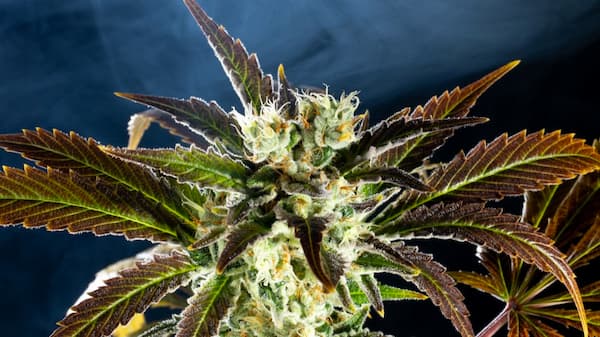 Amnesi-K Haze Seed > Kannabia Seeds | Feminized Cannabis   |  Sativa