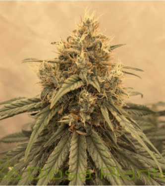 Amsterdam Amnesia > Dutch Passion | Semillas feminizadas  |  Sativa