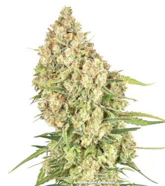 Amsterdam Amnesia > Dutch Passion | Feminized Marijuana   |  Sativa