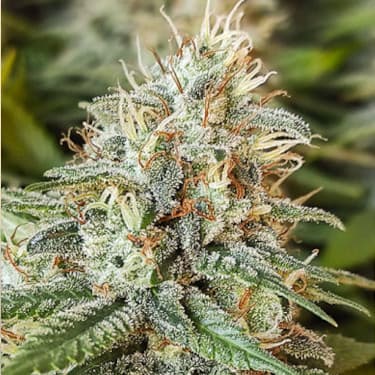 Amsterdam Amnesia > Dutch Passion | Feminized Marijuana   |  Sativa