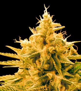 Ananas Funk > Bulk Seed Bank | Feminisierte Hanfsamen  |  Hybrid