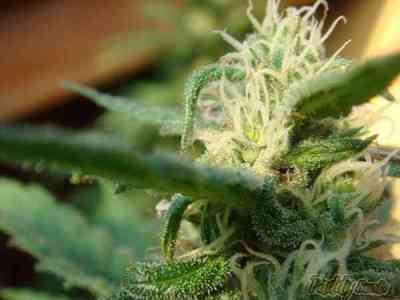 Angel\'s Breathe semilla > Mr. Nice | Semillas Regulares  |  Sativa