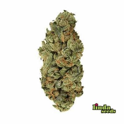 Animal Mintz graines > Linda Seeds | Graines Féminisées  |  Hybride