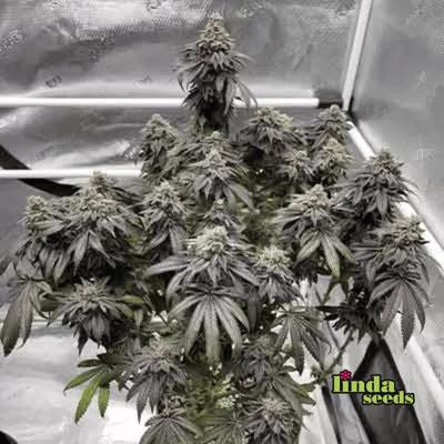 Animal Mintz graines > Linda Seeds | Graines Féminisées  |  Hybride
