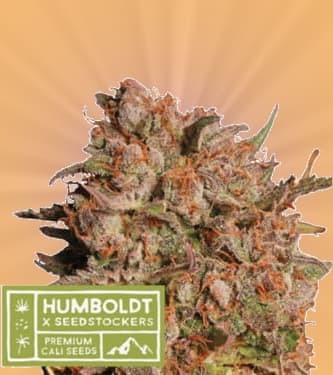 Apollo Black Cherry Auto > Seed Stockers | Autoflowering Hanfsamen  |  Hybrid