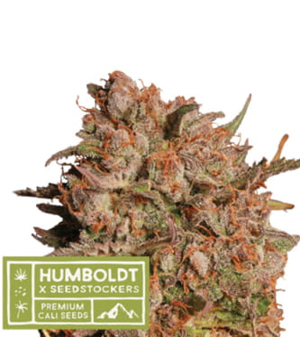 Apollo Black Cherry Auto > Seed Stockers | Autoflowering Cannabis   |  Hybrid