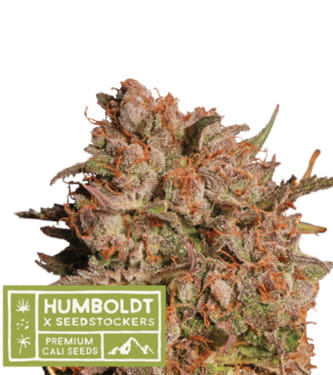Apollo Black Cherry Auto > Seed Stockers