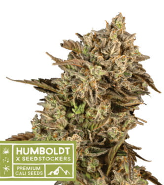 Apollo Black Cherry > Seed Stockers | Feminized Marijuana   |  hybrid