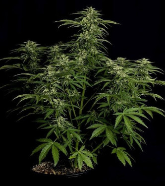 Auto Apollo F1 > Royal Queen Seeds