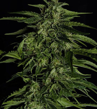 Auto Apollo F1 > Royal Queen Seeds | Autoflowering Cannabis   |  Indica