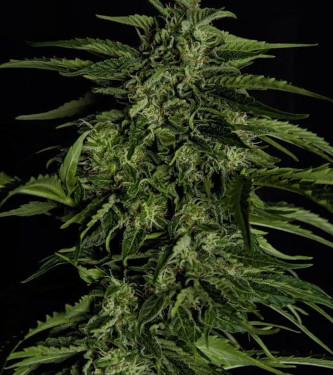 Auto Apollo F1 > Royal Queen Seeds | Semillas autoflorecientes  |  Índica