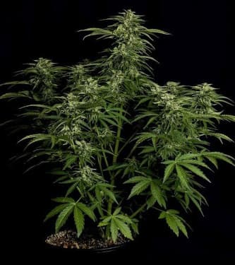 Auto Apollo F1 > Royal Queen Seeds | Autoflowering Hanfsamen  |  Indica