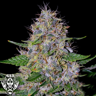 Apple Crumble > G13 Labs | Semillas feminizadas  |  Índica