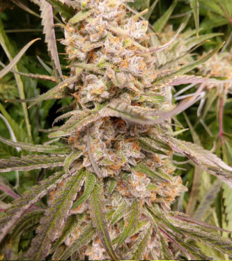 Auto Apple Fritter > Original Sensible Seeds | Autoflowering Hanfsamen  |  Hybrid