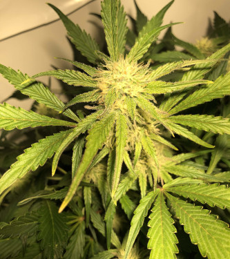 Auto Apple Fritter > Original Sensible Seeds | Autoflowering Cannabis   |  Hybrid