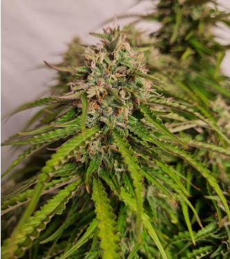 Auto Apple Fritter > Original Sensible Seeds | Autoflowering Cannabis   |  Hybrid