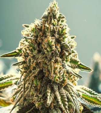 Auto Apple Fritter > Original Sensible Seeds | Semillas autoflorecientes  |  Híbrido