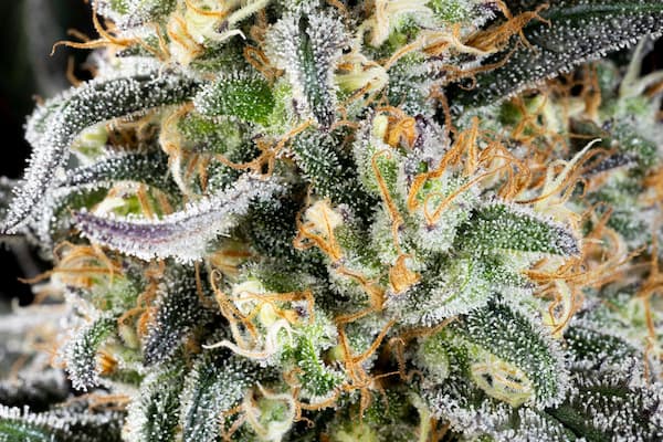 Apple Fritter Seed > Kannabia Seeds | Feminized Cannabis   |  Indica
