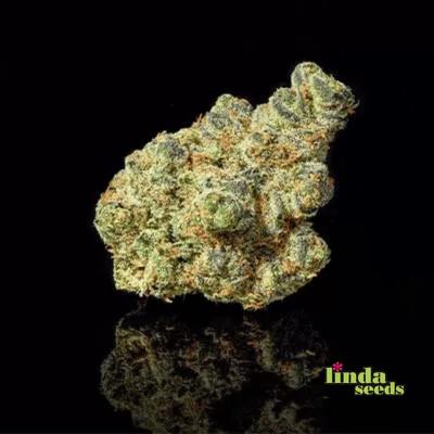Apple Fritter graines > Linda Seeds | NOS RECOMMANDATIONS DE GRAINES DE CANNABIS  |  Graines de Cannabis à prix bas