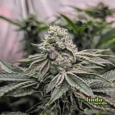 Apple Fritter graines > Linda Seeds | NOS RECOMMANDATIONS DE GRAINES DE CANNABIS  |  Graines de Cannabis à prix bas
