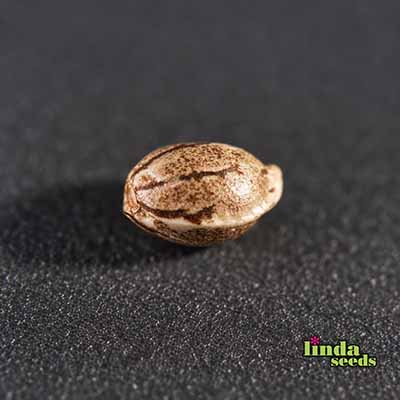 Apple Fritter Samen > Linda Seeds | Hanfsamen Empfehlungen  |  Günstige Hanfsamen