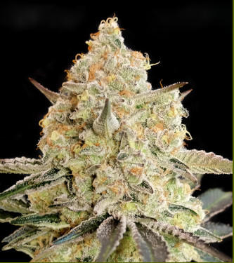 Apple Fritter > Advanced Seeds | Feminized Marijuana   |  Indica