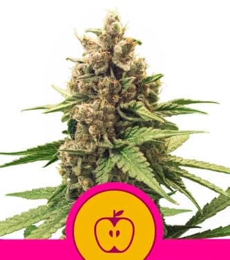 Apple Fritter > Royal Queen Seeds | Graines Féminisées  |  Indica