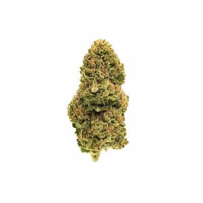Apple Mints > Tramuntana Seeds | Feminisierte Hanfsamen  |  Indica