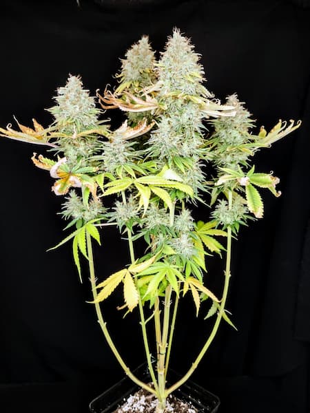 Apple OG Seed > Pure Instinto | Feminized Cannabis   |  Indica