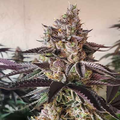 Apple Mints > Tramuntana Seeds | Feminisierte Hanfsamen  |  Indica