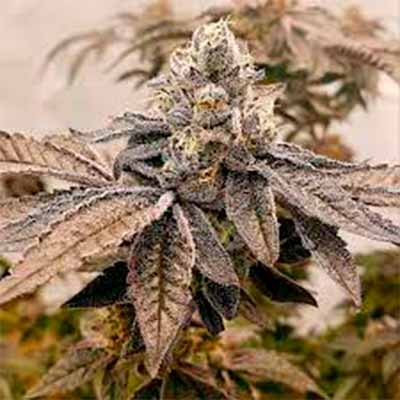 Apples n Oranges > Elev8 Seeds | Feminized Cannabis   |  Hybrid