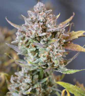 Auto Apricot > Fast Buds Company | Graines Autofloraison  |  Indica