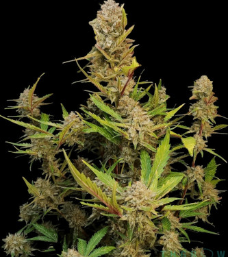 Auto Apricot > Fast Buds Company | Semillas autoflorecientes  |  Índica