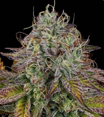 Apricot Candy > Paradise Seeds | Feminized Marijuana   |  Sativa