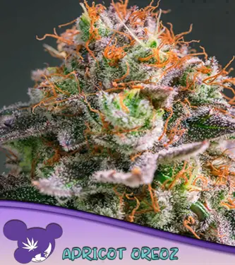 Apricot Oreoz > Anesia Seeds | Feminisierte Hanfsamen  |  Hybrid