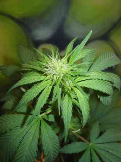 Armageddon > Homegrown Fantaseeds | Feminized Marijuana   |  hybrid