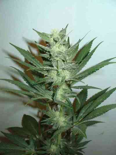 Armageddon > Homegrown Fantaseeds | Feminized Marijuana   |  hybrid