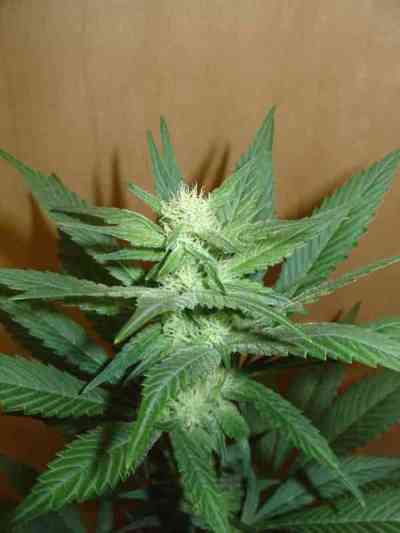 Armageddon > Homegrown Fantaseeds | Feminized Marijuana   |  hybrid