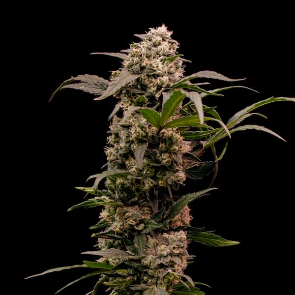 Astro Lemonade F1 Samen > Royal Queen Seeds | Feminisierte Hanfsamen  |  Hybrid