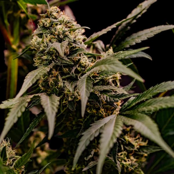 Astro Lemonade F1 Samen > Royal Queen Seeds | Feminisierte Hanfsamen  |  Hybrid
