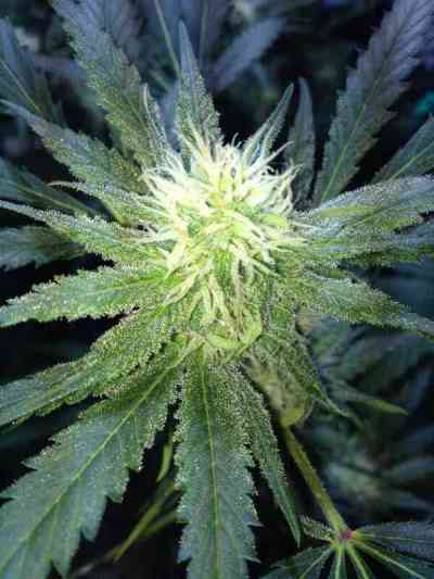 Atomical Haze > Paradise Seeds | Semillas feminizadas  |  Sativa