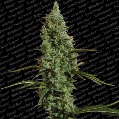 Atomical Haze > Paradise Seeds | Feminized Marijuana   |  Sativa