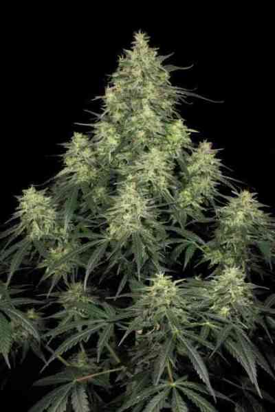 Atomical Haze > Paradise Seeds | Semillas feminizadas  |  Sativa