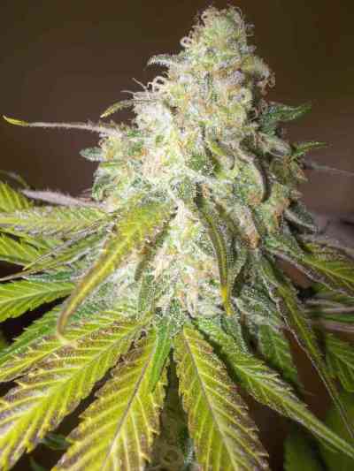 Atomical Haze > Paradise Seeds | Feminized Marijuana   |  Sativa