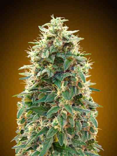 Auto 00 Cheese > 00 Seeds Bank | Autoflowering Hanfsamen  |  Indica