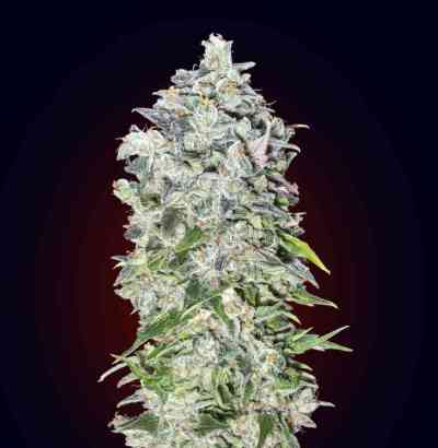 Auto 00 Kush > 00 Seeds Bank | Autoflowering Hanfsamen  |  Indica