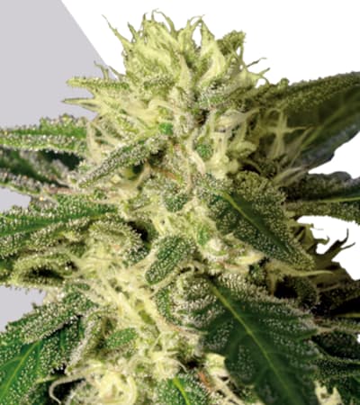 Auto #1 > Auto Seeds | Autoflowering Cannabis   |  Hybrid