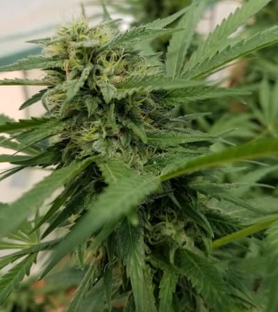 Auto #1 > Auto Seeds | Graines Autofloraison  |  Hybride